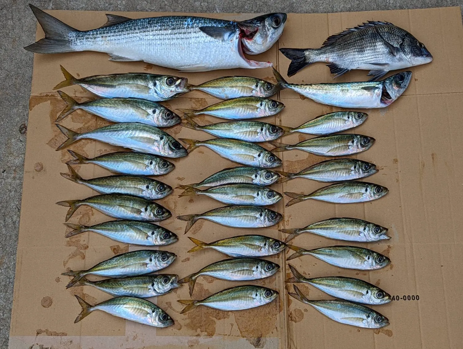 【代表の趣味☆釣果ブログ】
