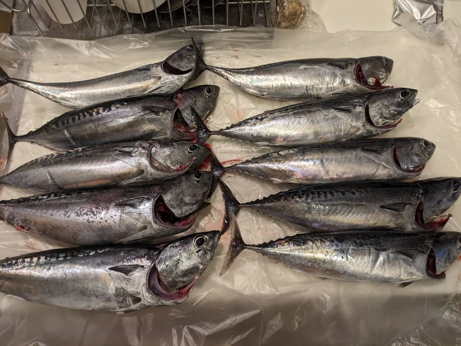 【代表の趣味　釣果ブログ】